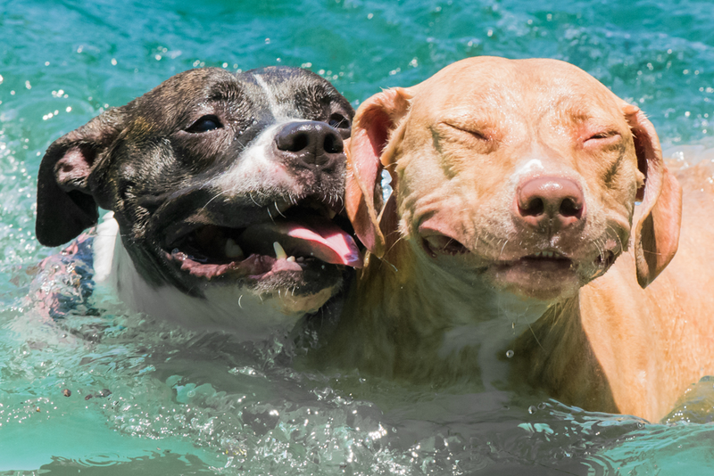 Illustration for article titled 39 *Scratchy Scratchy* Photos of Dogs
